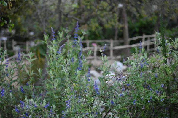 Nice purple flowers in HB "secret" botanical garden