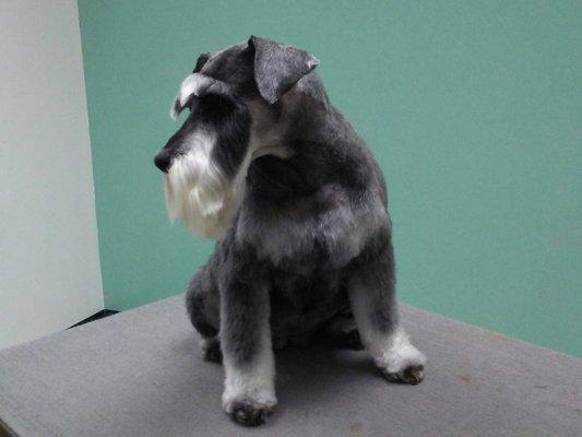 Schnauzer