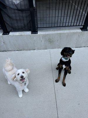 Two pups, a Goldendoodle and a Bernedoodle.