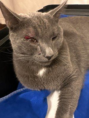 He may lose his eye but he got good care.