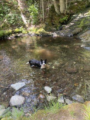 Jack swimming in the backyard water hole.