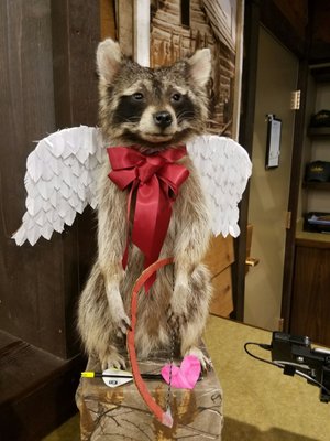 Their valentine's day racoon!!!