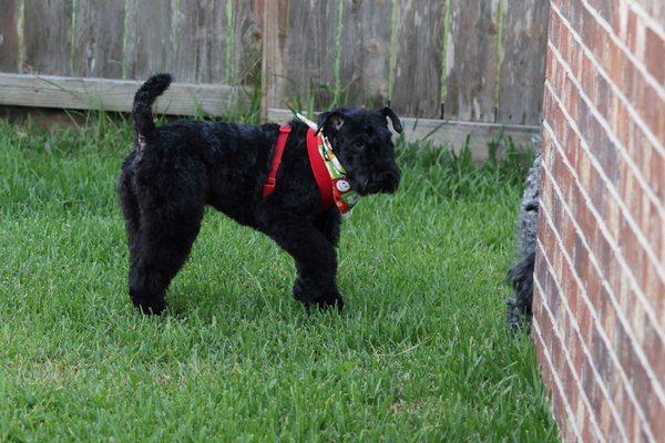 Indy!  Kerry Blue Terrier Rescue.  :)