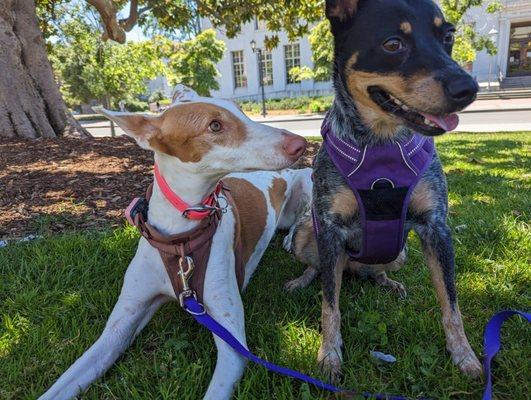 Alice and Olive at UC Berkeley