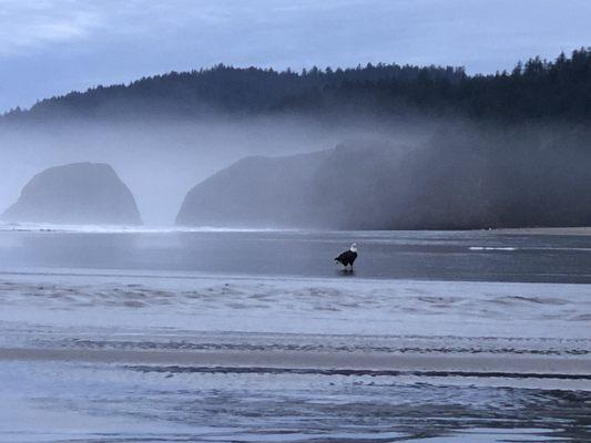 Got to see a bald eagle on the way back from a walk to haystack rock