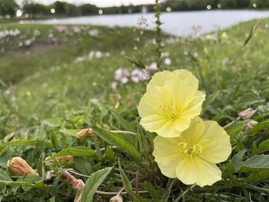 Towne Lake Park