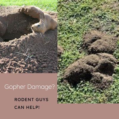 A picture of gopher damage and a gopher out of it's hole with a title of "Gopher Damage? Rodent Guys can help"