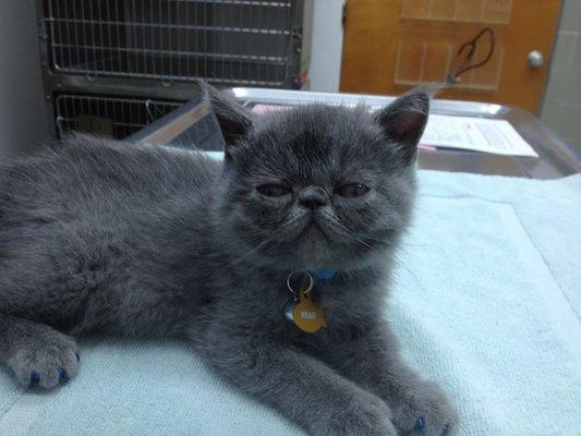 A happy patient at VCA Santa Anita Animal Hospital