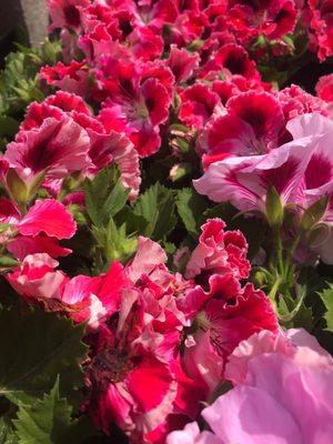 Regal Geranium 6" $9.99