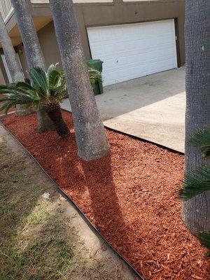 Sego Palm Trim x Red mulch bed Addition