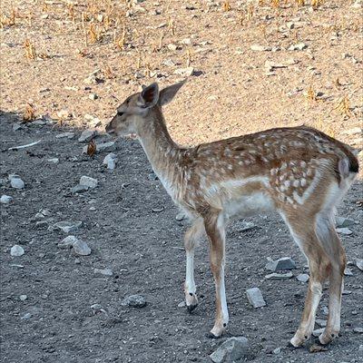 Lagoon Deer Park