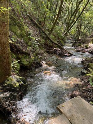 Creek Trail is flowing 4/15/2023