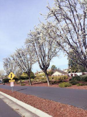 03/11/17 cherry blossoms are in bloom