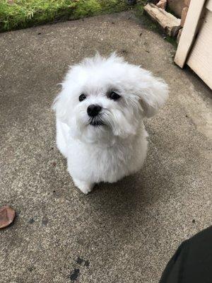 The cutest boy after his haircut