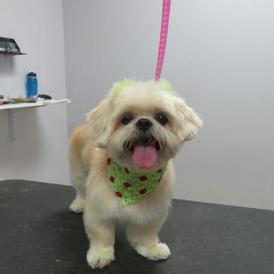 Super cute girl getting her hair cut at Riverside Pet Grooming in McHenry IL