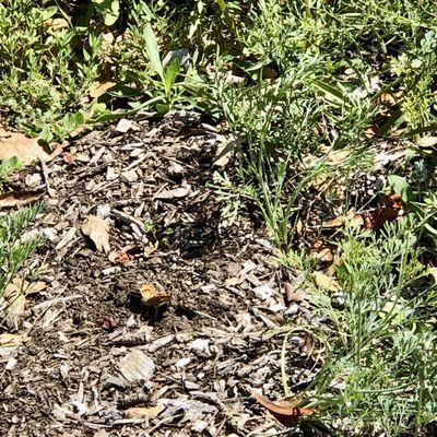 A butterfly camouflaged in El Palo Alto Park!!!