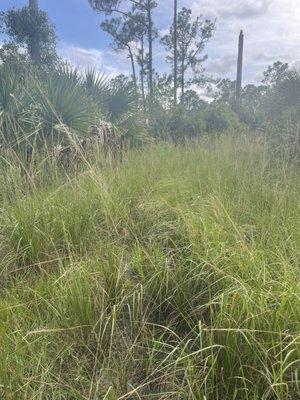 Royal Palm Beach Pines Natural Area