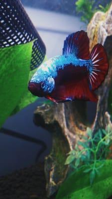 Crimson, my halfmoon plakat betta :)