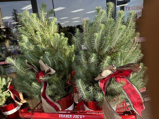 Table top Christmas  trees