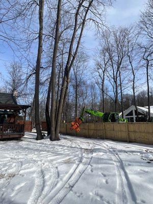 Tree B Gone Of Green Bay