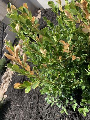 Boxwood, dying