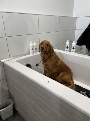 Self dog wash