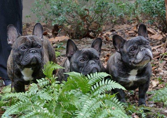 GCH Rippling Water's Gabiel (Jr. owned by Kelli Muse), Rippling Water's Jamaica (Jami), Rippling Water's Giselle