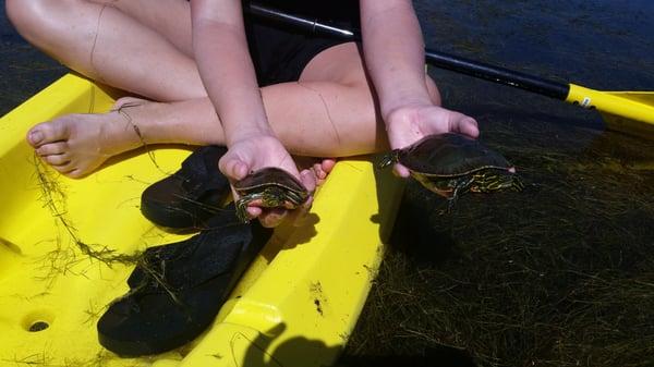 Turtle hunting