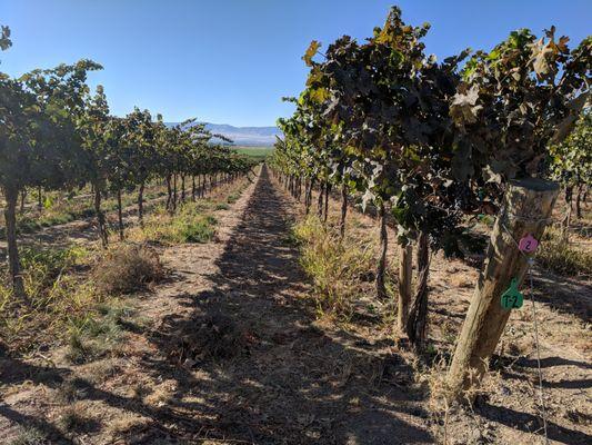 Our Red Willow Cab, sunbathing.