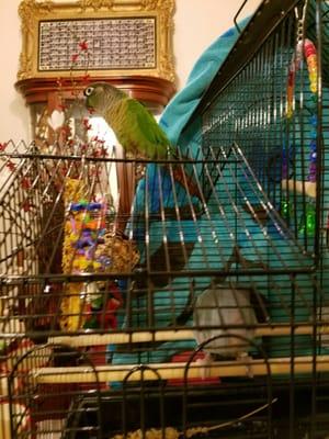 FiFi our 1 year old Green Cheek Conure on top of our new 5 month old Blue Quaker Parrot's cage