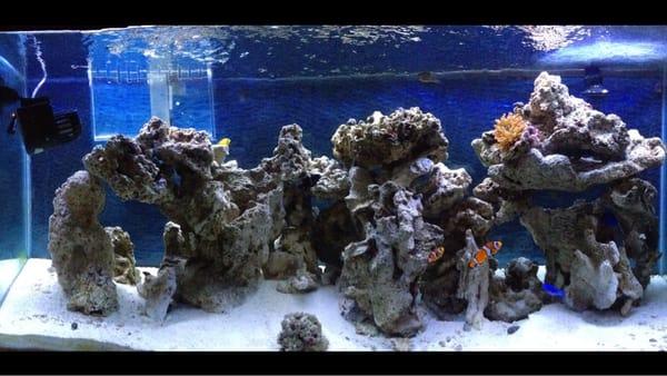 Our saltwater tank looks good thanks to the good folks at Fish Paradise!