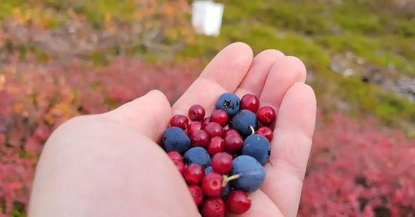 Wild berries