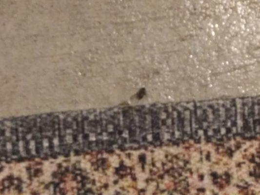 Dead flies on the floor..