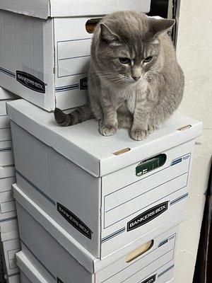 Inside another adorable cat sitting on boxes in the store