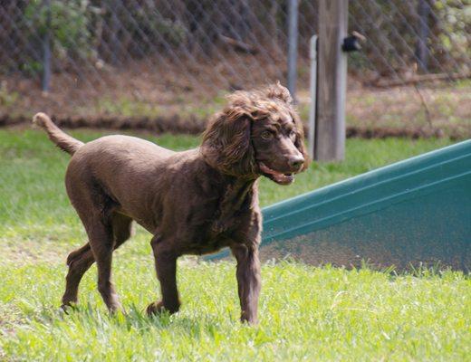 Doggy Daycare