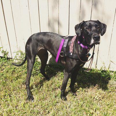 Umbre in her new harness and collar !