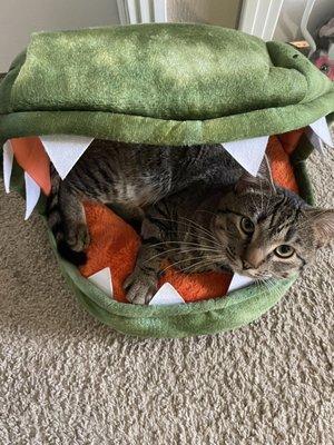 Cat in cat bed