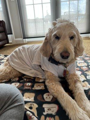 Our pup right after dental work and a cyst removal at evergreen. Her pain was well taken care of