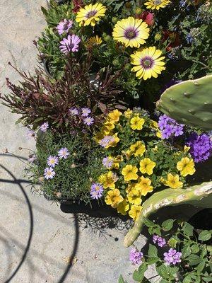 A beautiful arrangement of flowers from nursery.