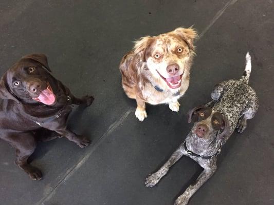 Hazel, Jasper, and Kona