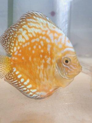 King's Discus