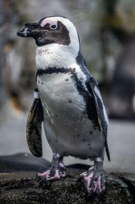 Monterey Bay Aquarium