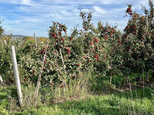 VISTA OF MAINE  APPLE ORCHARD