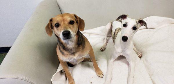 Tofu and a friend at Doggy Daydream.