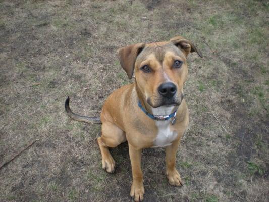 Leo - no idea what he's mixed with, but it must be a Staffordshire/comedian.