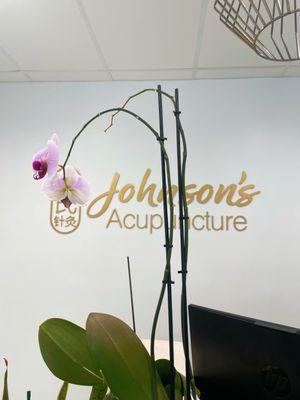 Johnson’s Acupuncture