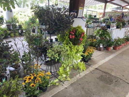 Garden center with perennials and annuals