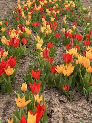 Gorgeous tulips!