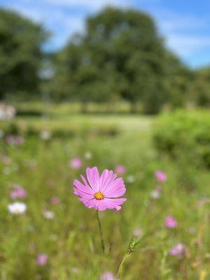 Paradise Organic Farms