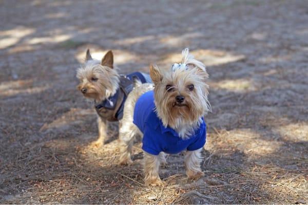 Grateful Dogs Clubhouse